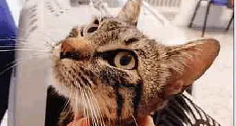 Il gattino sta male: restituito ai volontari