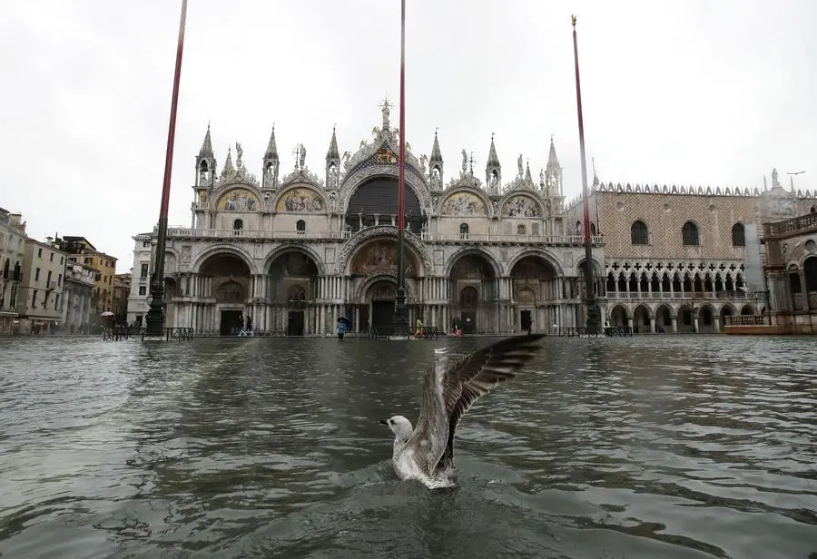 A seagull flies off the water in a flooded St.Mark Square, in Venice, Italy, Tuesday, Nov. 12, 2019. The high tide reached a peak of 127cm (4.1ft) at 10:35am while an even higher level of 140cm(4.6ft) was predicted for later Tuesday evening. (ANSA/AP Photo/Luca Bruno) [CopyrightNotice: Copyright 2019 The Associated Press. All rights reserved]