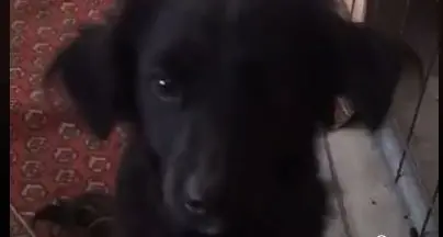 La Polizia Locale del Chiese cerca padrone per un cagnolino (ecco il VIDEO in cui scondinzola)