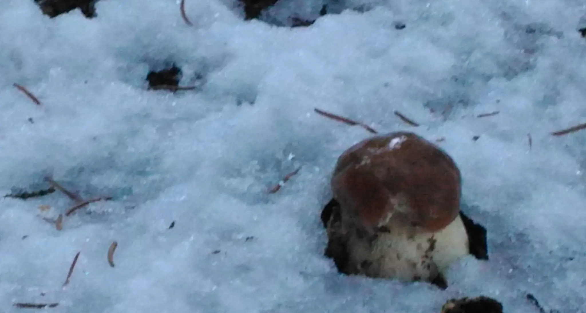 Sorpresa a Grumes: nel bosco dalla neve spunta una bella brisa