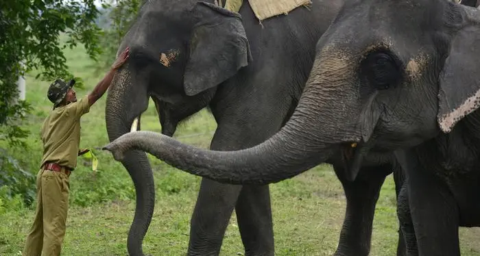 Morto l'elefante Krishna: era stato catturato dopo aver ucciso 5 persone