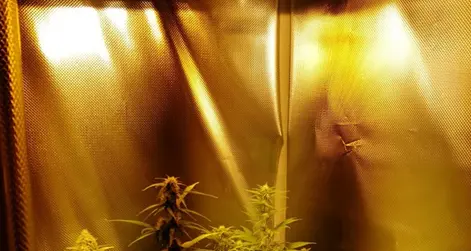 Borgo: denunciato operaio dell'Acciaieria che coltivava marijuana in cantina