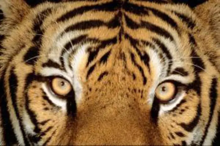 Aumenta il numero di tigri allo stato brado per la prima volta dopo secoli: secondo l'ultimo censimento diffuso dal Wwf e dal Global Tiger Forum (GTF), nel mondo ci sono 3.890 esemplari di questi grandi felini, di cui oltre la metà in India, Roma, 11 Aprile 2016. ANSA/US