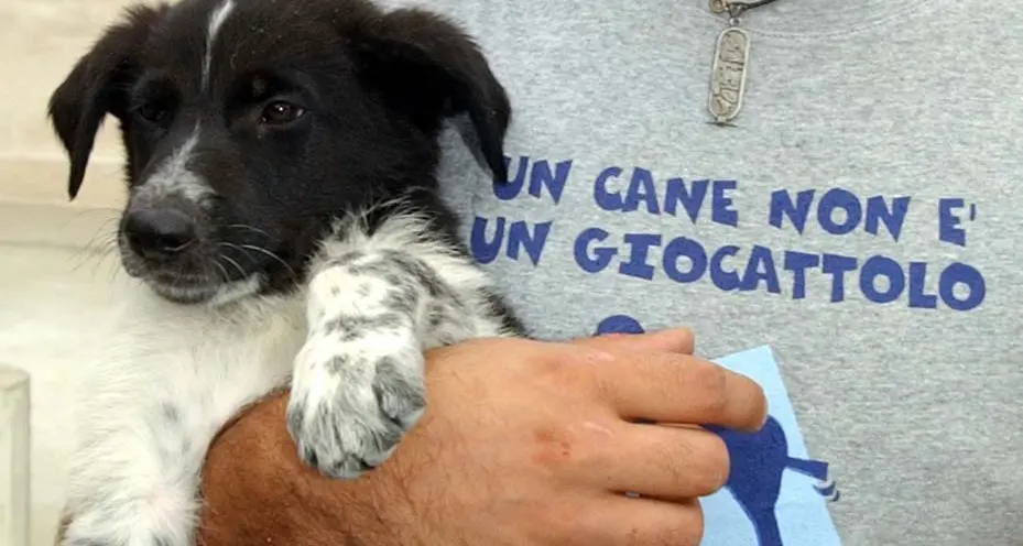 Appello al Comune: posti letto ai senza tetto con animali