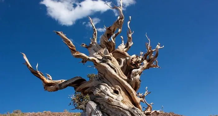 Dall'albero Matusalemme il segreto per frenare l'invecchiamento dell'uomo