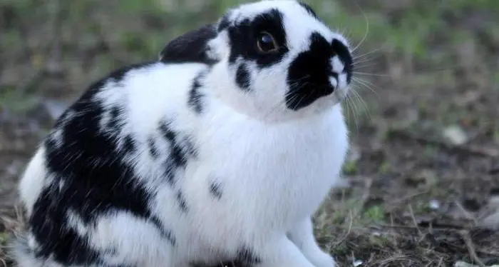 Il coniglio è come il gatto un animale da compagnia e chiudono gli allevamenti