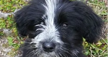La storia del cucciolo Baloo: buttato in un cassonetto e salvato da un ragazzo di Trento