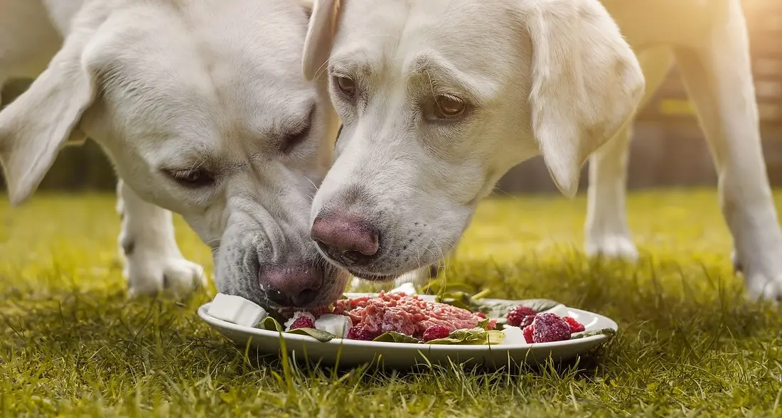 Rosticcerie e pasticcerie con pietanzini per i cani