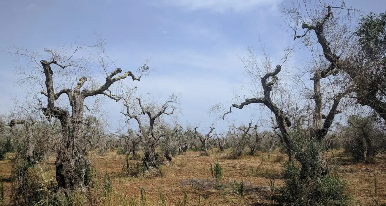 L'incubo xylella sulla Puglia: oltre 6 milioni di olivi colpiti e non si trova ancora rimedio