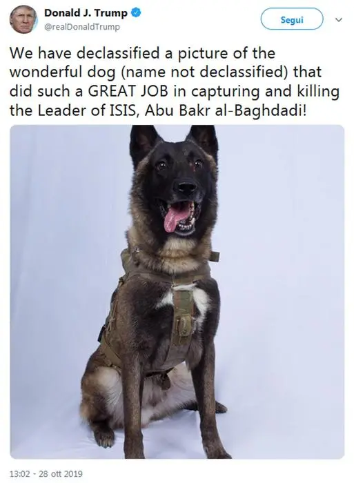 Donald Trump twitta la foto del cane dell'unità cinofila che ha aiutato i rambo della Delta Force a uccidere il leader dell'Isis, Abu Bakr al-Baghdadi. \\\"Abbiamo desecretato la foto di un meraviglioso cane (il nome resta segreto) che ha fatto una gran lavoro nel catturare e uccidere il leader dell'Isis, Abu Bakr al-Baghdadi!\\\" twitta Trump allegando l'immagine del pastore tedesco eroe. TWITTER DONALD TRUMP +++ATTENZIONE LA FOTO NON PUO' ESSERE PUBBLICATA O RIPRODOTTA SENZA L'AUTORIZZAZIONE DELLA FONTE DI ORIGINE CUI SI RINVIA+++