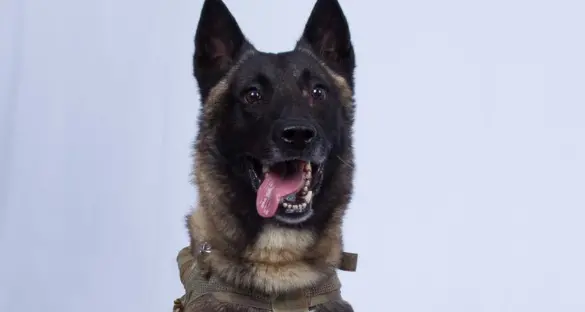 Conan, il cane eroe ferito nel blitz contro al Baghdadi
