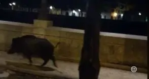 Verona, incontri notturni con il cinghiale che scorazza in pieno centro storico