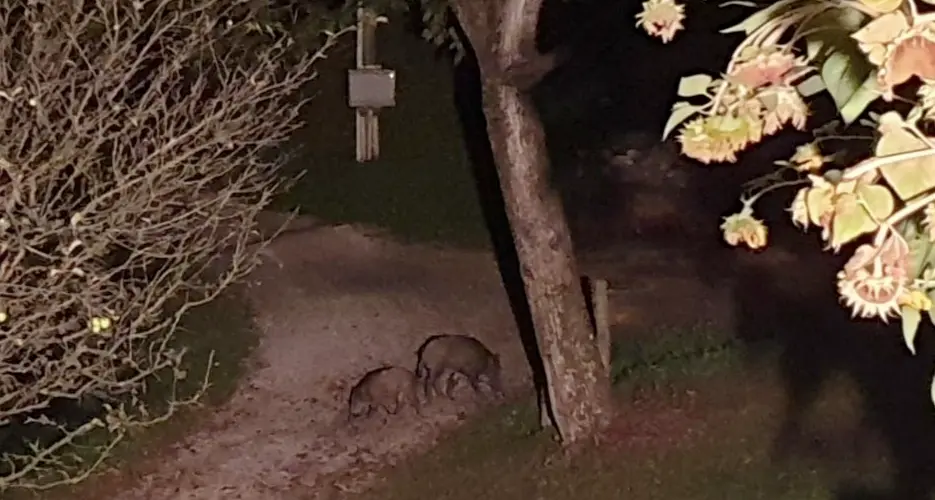 Vigolana: i cinghiali invadono i giardini e la gente ha paura