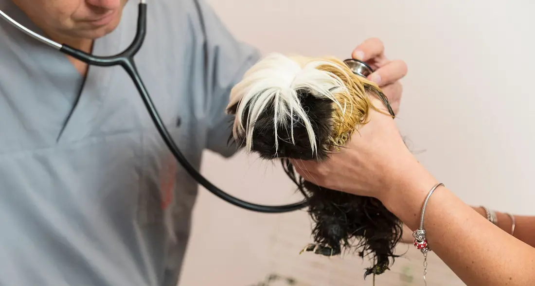 Non solo cani e gatti: agli italiani piacciono furetti, conigli e rettili
