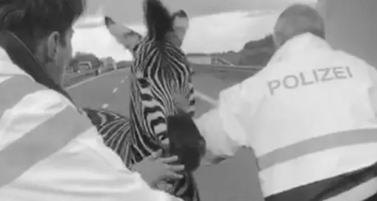 Zebra in fuga come in Madagascar Galoppa contromano in autostrada