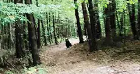 Spormaggiore, un escursionista seguito dall'orso Dieci minuti infiniti: era più curioso che aggressivo «Un'esperienza che ricorderò per sempre»
