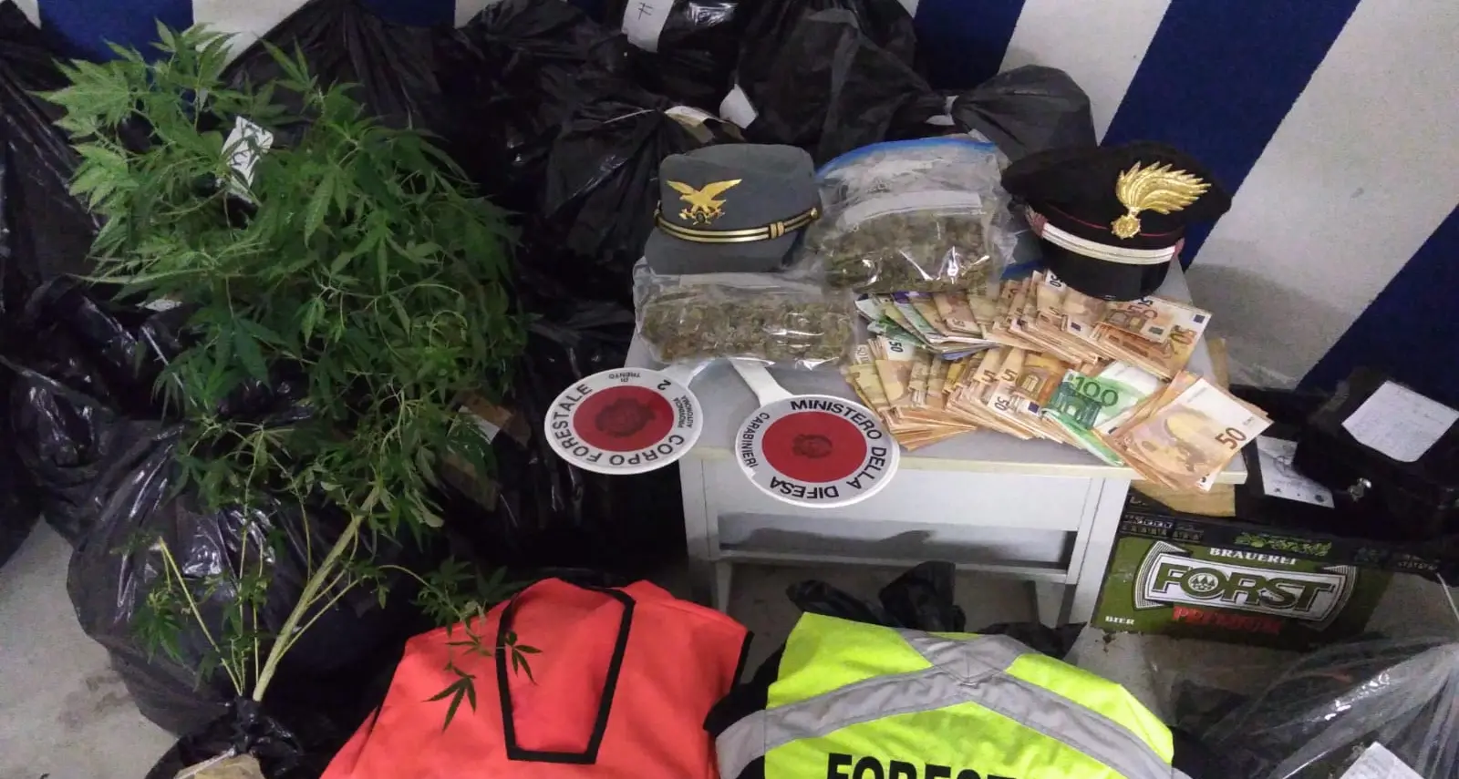 Sequestrati 94 chili di marijuana e arrestato il 47enne di Pergine che coltivava le piantine in casa