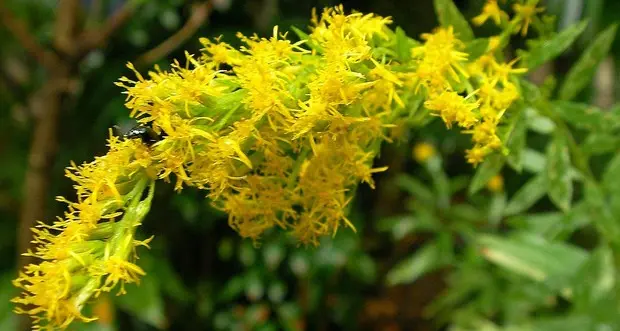 Le piante in pericolo emettono lo stesso “odore della paura”