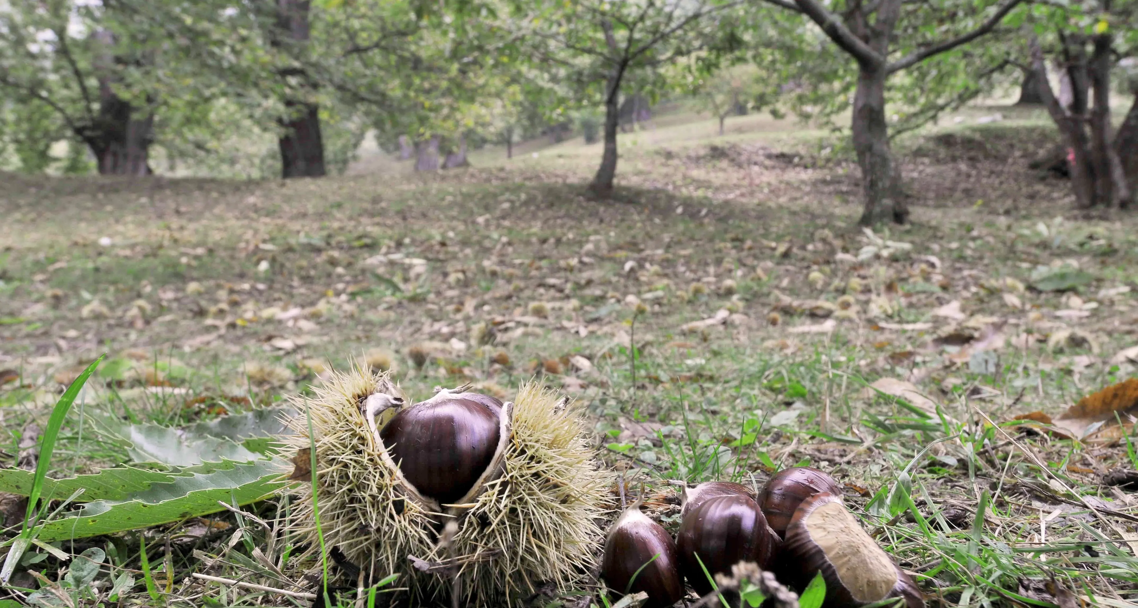 Raccogliere le castagne può essere un reato grave (e vi possono incarcerare)