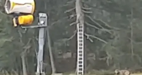 Sulle piste di Plan de Corones un lupo caccia un capriolo e si porta via la preda