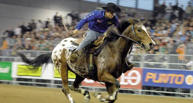 Presentata Fieracavalli e Jumping World Cup con Verona capitale