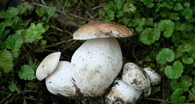 Più di cento «brise» in dieci metri quadri: guarda l'incredibile VIDEO