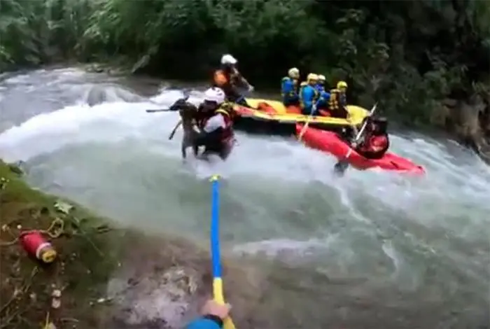 Un frame di un filmato che mostra un cucciolo di capriolo salvato dalla potenza del fiume al Centro Rafting le Marmore, Terni, 03 settembre 2019. \\\"Forte è stata l'emozione delle guide del rafting che hanno potuto salvare la vita di questo animale in pericolo\\\". ANSA / Centro Rafting Marmore +++ ANSA PROVIDES ACCESS TO THIS HANDOUT PHOTO TO BE USED SOLELY TO ILLUSTRATE NEWS REPORTING OR COMMENTARY ON THE FACTS OR EVENTS DEPICTED IN THIS IMAGE; NO ARCHIVING; NO LICENSING +++