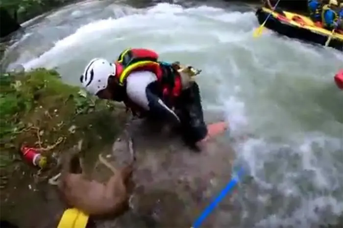 Un frame di un filmato che mostra un cucciolo di capriolo salvato dalla potenza del fiume al Centro Rafting le Marmore, Terni, 03 settembre 2019. \\\"Forte è stata l'emozione delle guide del rafting che hanno potuto salvare la vita di questo animale in pericolo\\\". ANSA / Centro Rafting Marmore +++ ANSA PROVIDES ACCESS TO THIS HANDOUT PHOTO TO BE USED SOLELY TO ILLUSTRATE NEWS REPORTING OR COMMENTARY ON THE FACTS OR EVENTS DEPICTED IN THIS IMAGE; NO ARCHIVING; NO LICENSING +++