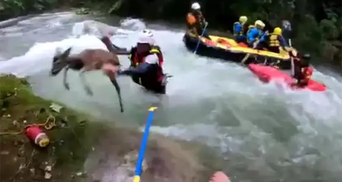 Il capriolo rischia di annegare Salvato dalle guide di rafting