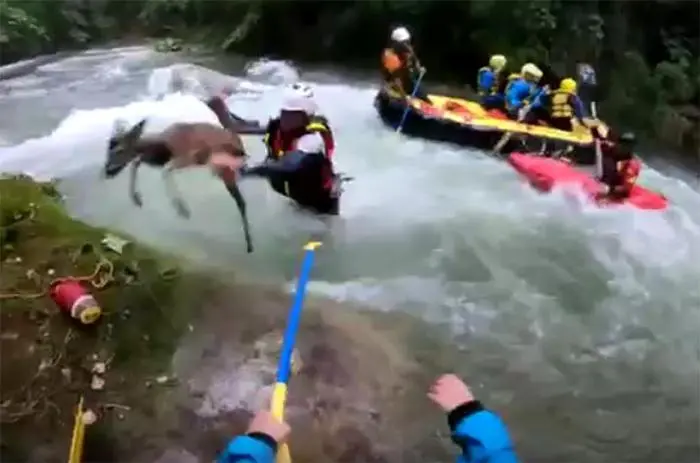 Un frame di un filmato che mostra un cucciolo di capriolo salvato dalla potenza del fiume al Centro Rafting le Marmore, Terni, 03 settembre 2019. \\\"Forte è stata l'emozione delle guide del rafting che hanno potuto salvare la vita di questo animale in pericolo\\\". ANSA / Centro Rafting Marmore +++ ANSA PROVIDES ACCESS TO THIS HANDOUT PHOTO TO BE USED SOLELY TO ILLUSTRATE NEWS REPORTING OR COMMENTARY ON THE FACTS OR EVENTS DEPICTED IN THIS IMAGE; NO ARCHIVING; NO LICENSING +++
