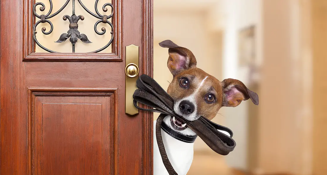 Anche i cani soffronto lo stress da rientro vacanza