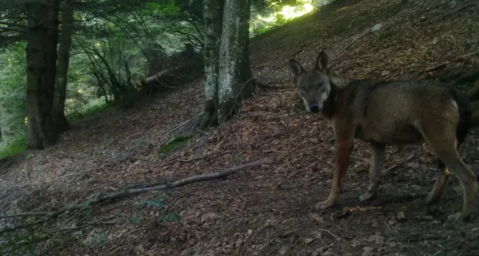 Un lupo decapitato in Tirolo Ambientalisti mettono taglia