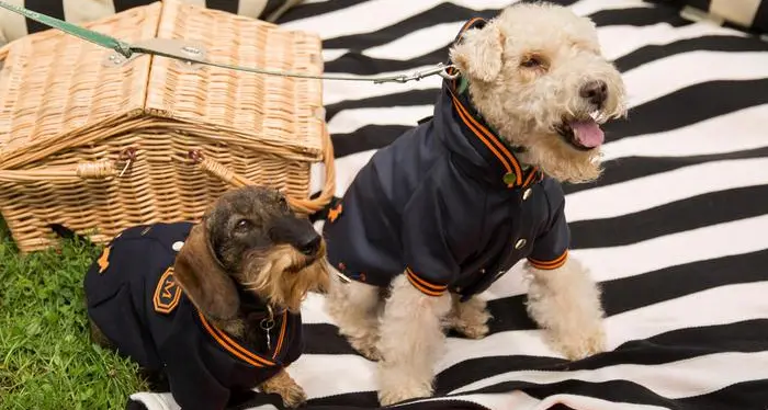 Settimana della moda a New York, i pets aprono le sfilate