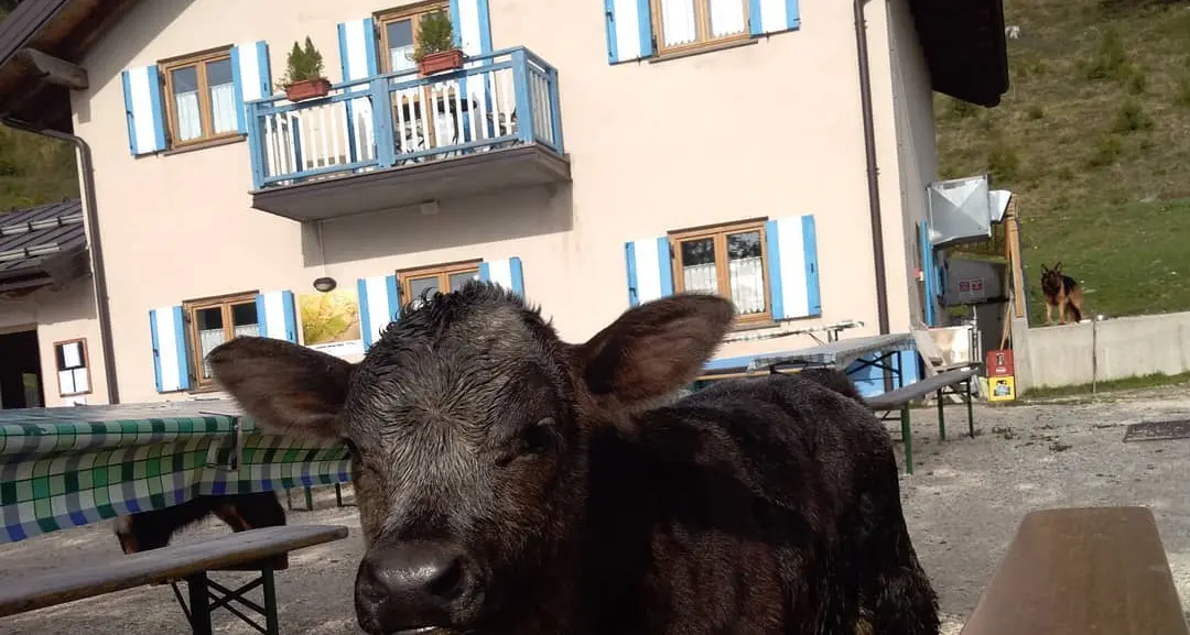 Malga Masi getta la spugna per Covid il gestore Claudio Rozza cessa l'attività. Il Comune di Novaledo: \"Una perdita\"