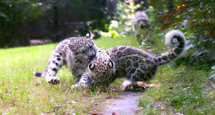 Nati in un Parco due cuccioli di leopardo delle nevi