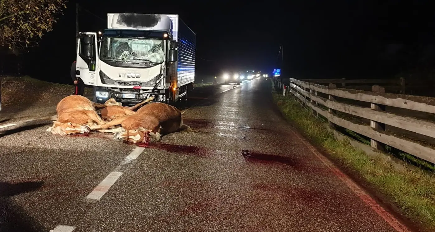 Tre cavalli in fuga sulla strada investiti e uccisi da un camion
