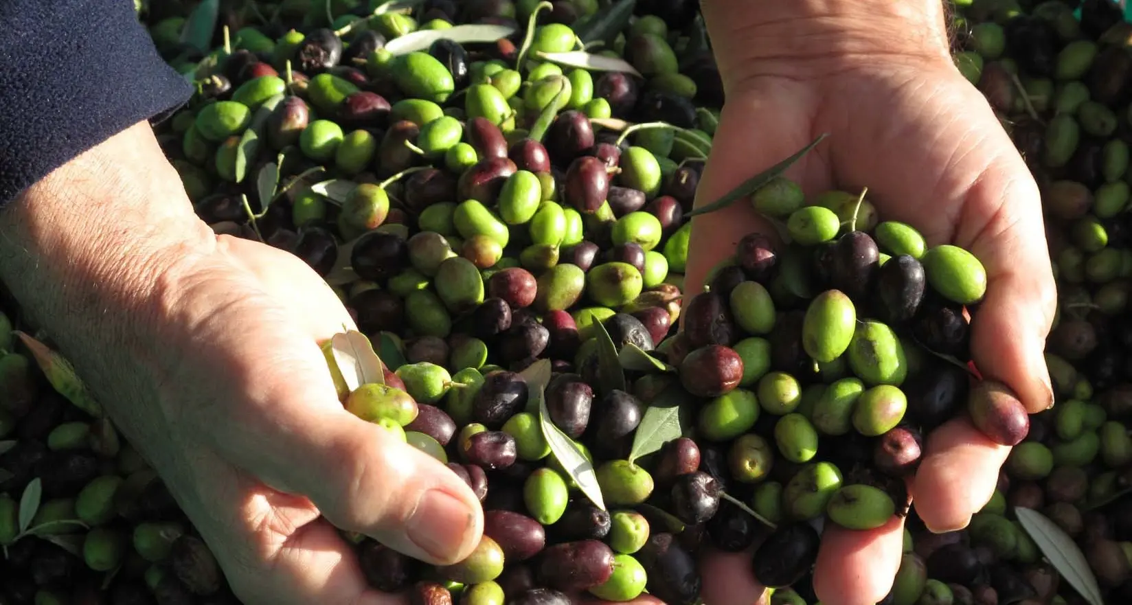 Raccolta delle olive: mai così poche nella Busa colpa di clima e cimici