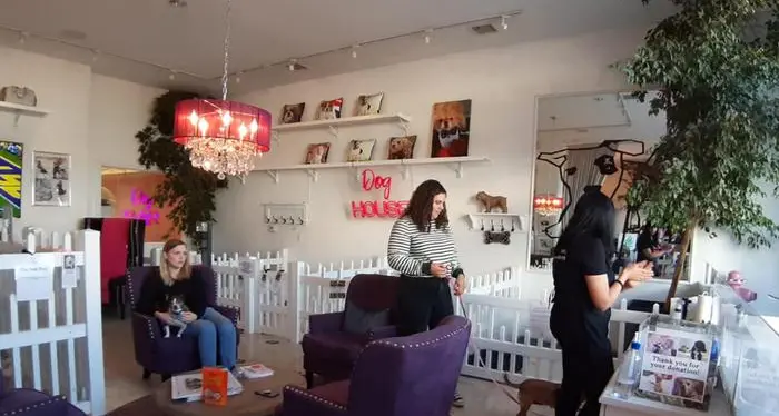 In America mania dog-café ora sbarcano anche in Italia i bar riservati a chi ha il cane