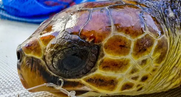 Ingerisce un amo: operata la tartaruga Greta