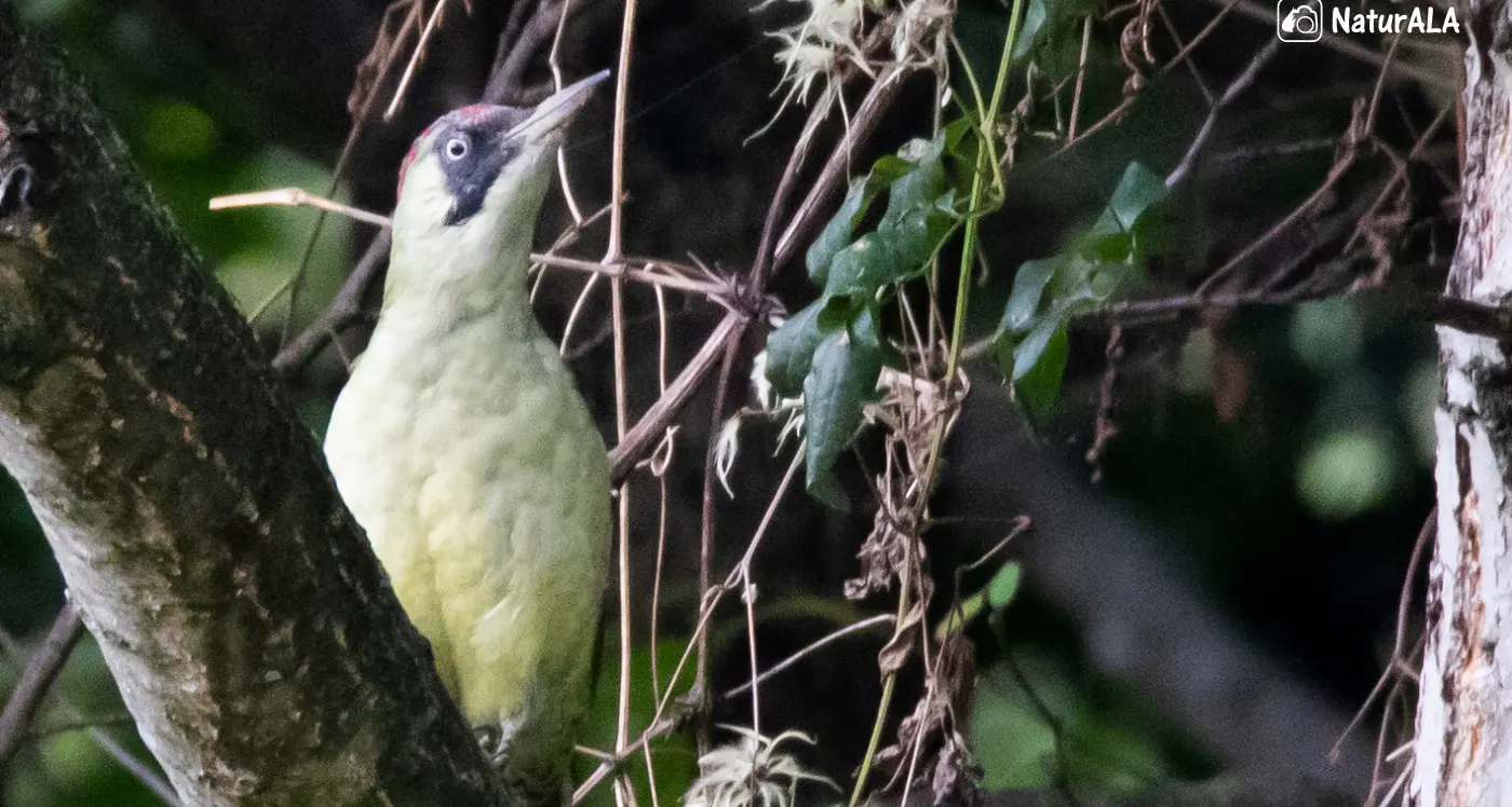 Ecco il picchio verde fotografato nel biotopo fra Calliano e Nomi