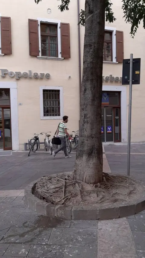 trento - abbattuto il bagolaro pericolante di piazza Lodron nelle foto, la pianta prima e dopo l'abbattimento