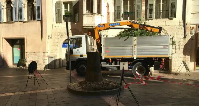 Piazza Lodron: abbattuto il \"bagolaro\" pericolante