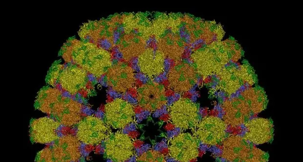 Così la matematica aiuta a scoprire i segreti dei virus