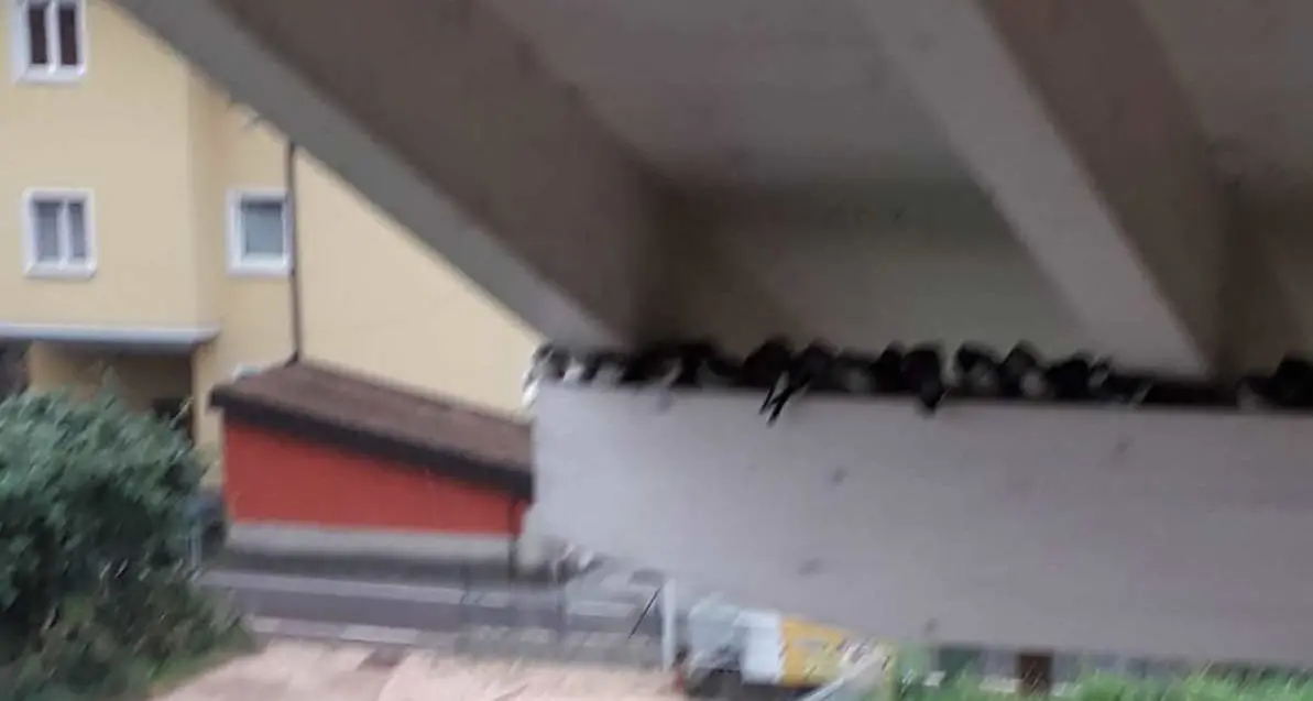 Invasione di volatili: centinaia di balestrucci da giorni nel centro del paese