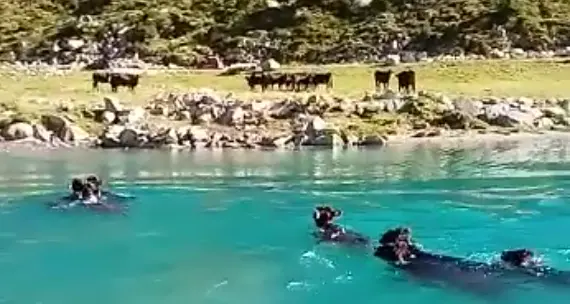 Salvini posta il video sui social E le vacche che nuotano nel lago diventano le star della rete