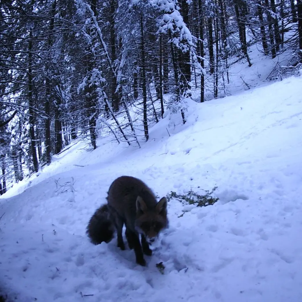 Sulle tracce della volpe