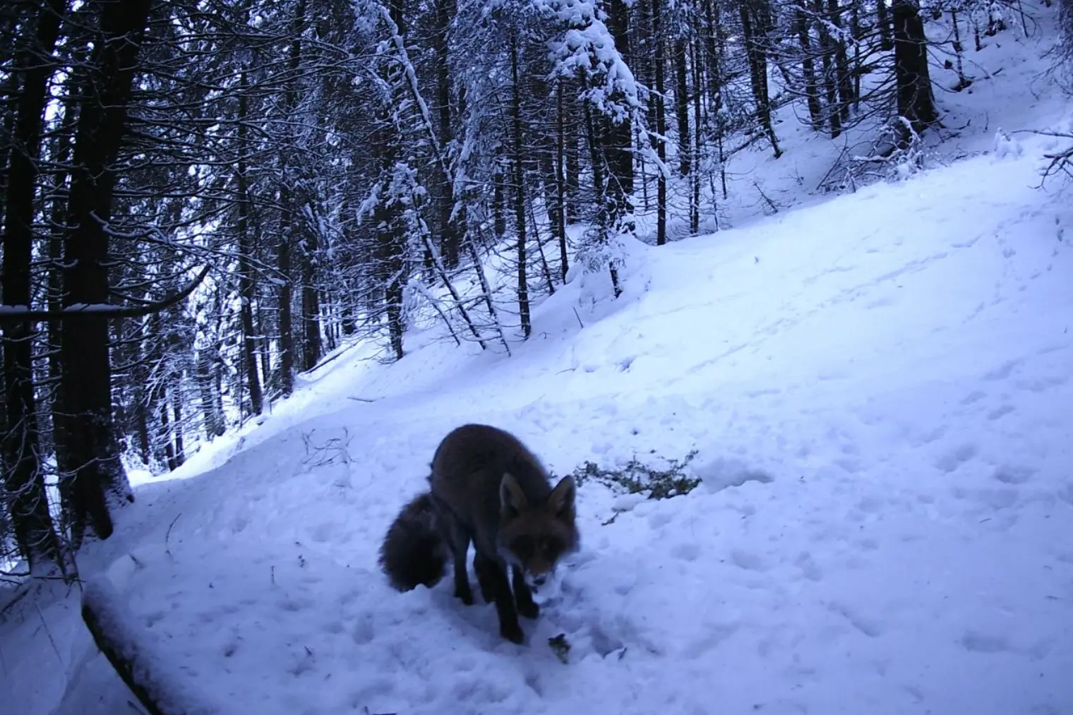 Sulle tracce della volpe
