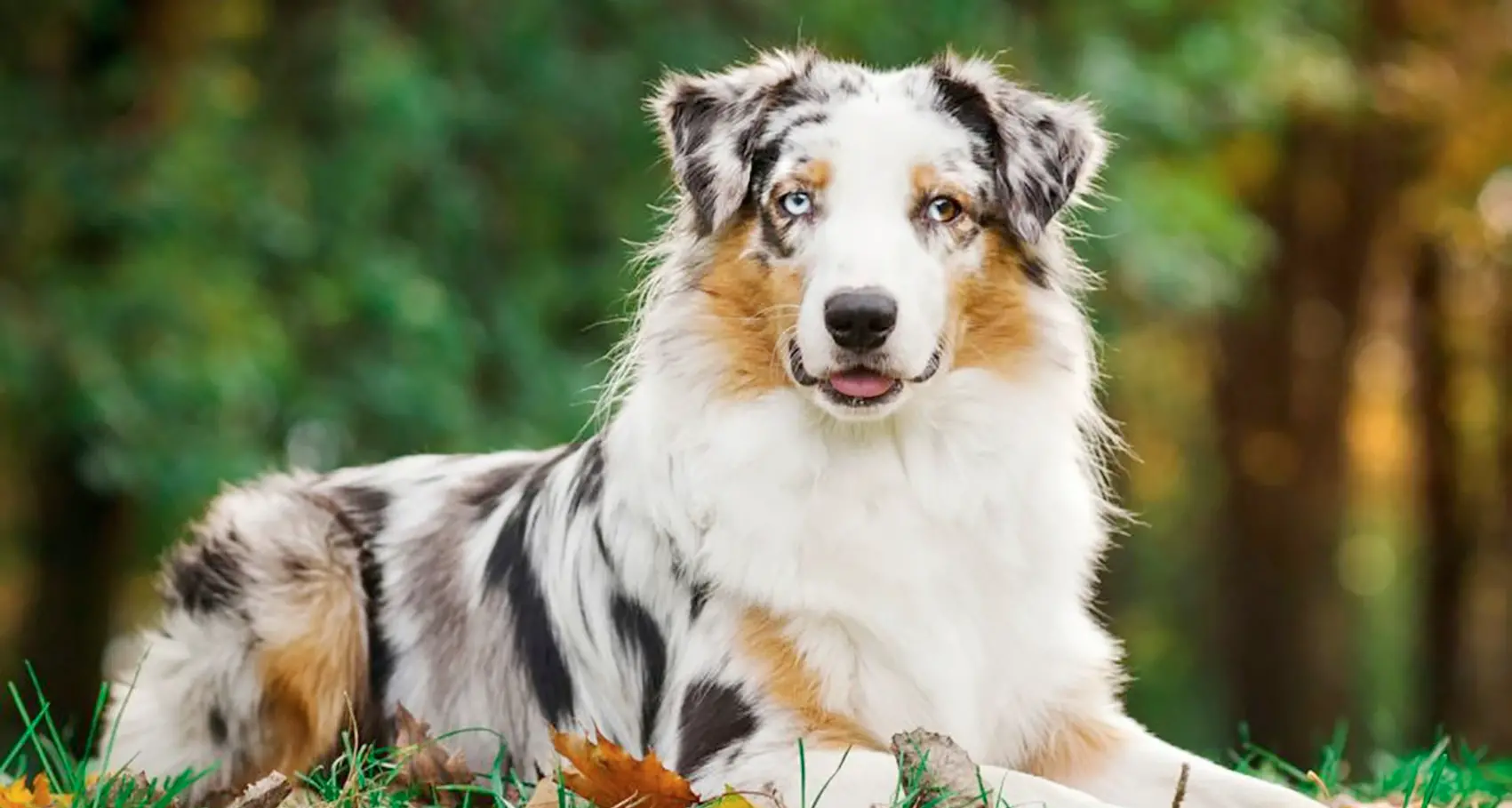 Lascia il cane in macchina al sole: liberato dai vigili del fuoco e il padrone si becca la denuncia