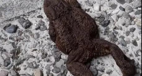 Grida al cimitero: grande spavento per un innocuo ma grosso rospo tra le tombe a Pieve di Bono - VIDEO