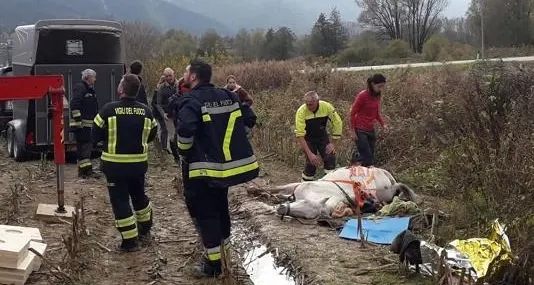 Levico, cavallo si spaventa scappa e cade in un fosso: soccorso in grave ipotermia